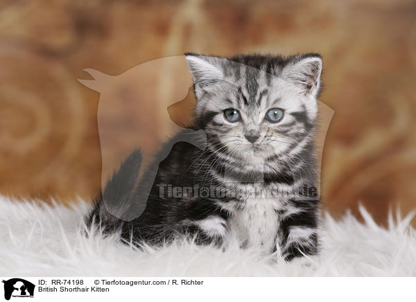 Britisch Kurzhaar Ktzchen / British Shorthair Kitten / RR-74198