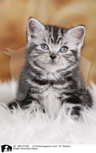 Britisch Kurzhaar Ktzchen / British Shorthair Kitten / RR-74199