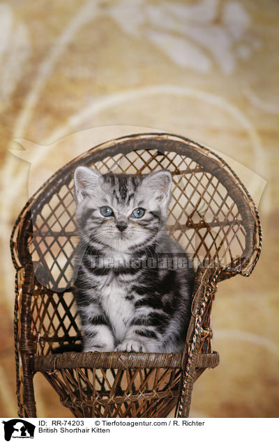 Britisch Kurzhaar Ktzchen / British Shorthair Kitten / RR-74203