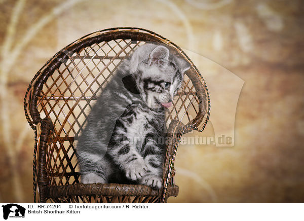 Britisch Kurzhaar Ktzchen / British Shorthair Kitten / RR-74204