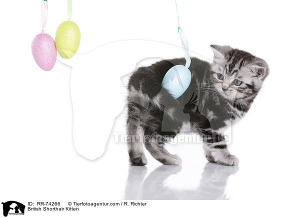 British Shorthair Kitten / RR-74266