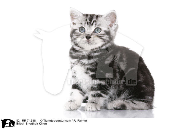 British Shorthair Kitten / RR-74288