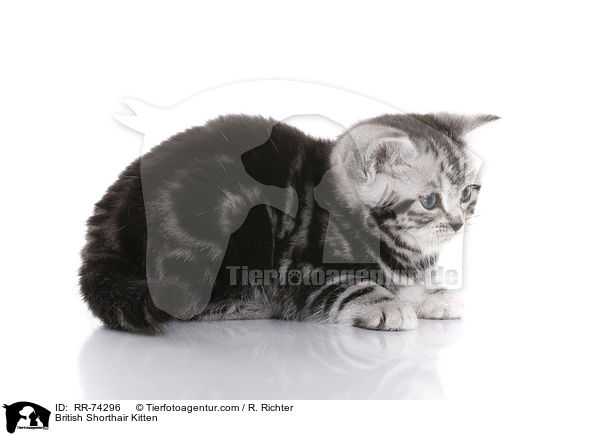 Britisch Kurzhaar Ktzchen / British Shorthair Kitten / RR-74296