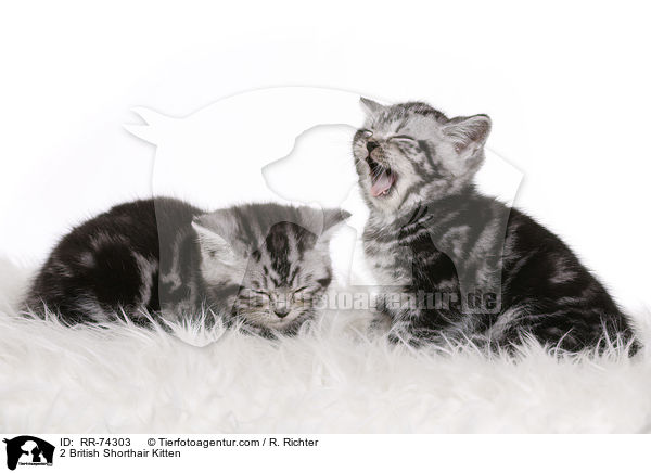 2 Britisch Kurzhaar Ktzchen / 2 British Shorthair Kitten / RR-74303