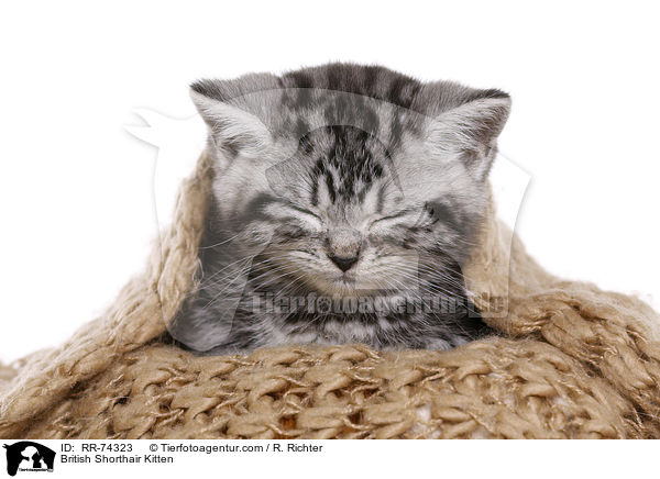 Britisch Kurzhaar Ktzchen / British Shorthair Kitten / RR-74323