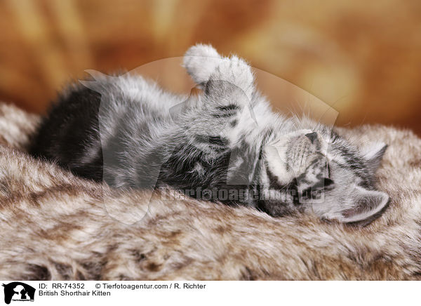 Britisch Kurzhaar Ktzchen / British Shorthair Kitten / RR-74352