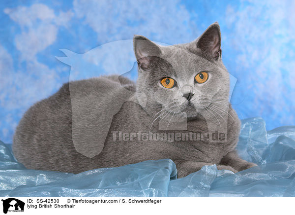 liegende Britisch Kurzhaar / lying British Shorthair / SS-42530