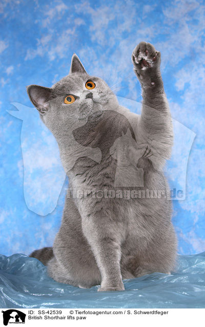 Britisch Kurzhaar hebt Pfote / British Shorthair lifts paw / SS-42539