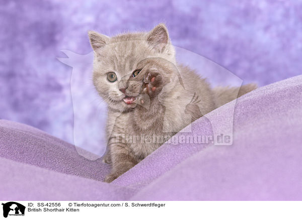 Britisch Kurzhaar Ktzchen / British Shorthair Kitten / SS-42556