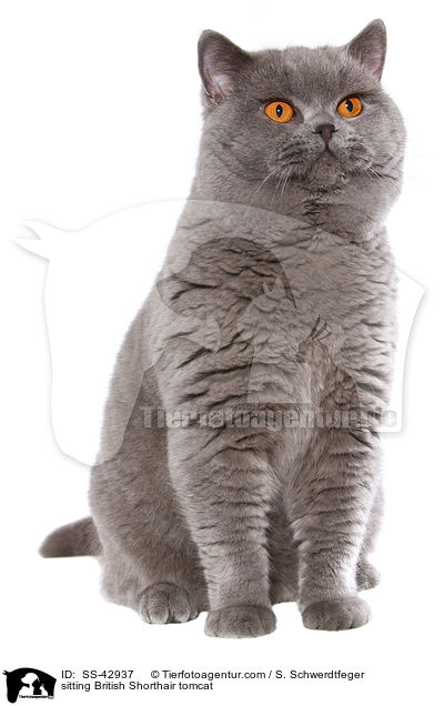 sitzender Britisch Kurzhaar Kater / sitting British Shorthair tomcat / SS-42937