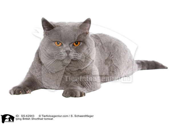 liegender Britisch Kurzhaar Kater / lying British Shorthair tomcat / SS-42943