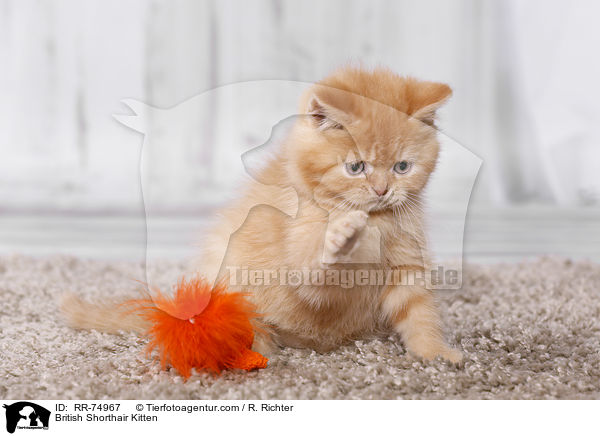 Britisch Kurzhaar Ktzchen / British Shorthair Kitten / RR-74967