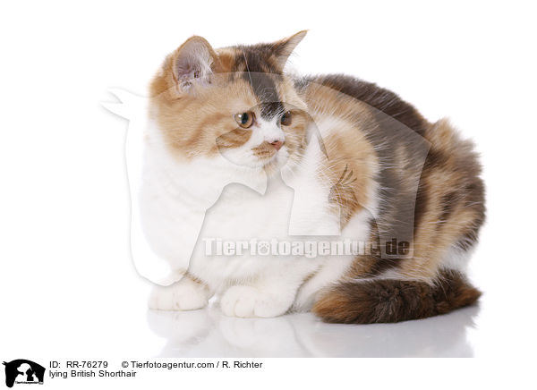 liegende Britisch Kurzhaar / lying British Shorthair / RR-76279