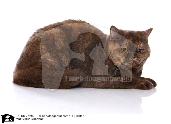 liegende Britisch Kurzhaar / lying British Shorthair / RR-76282