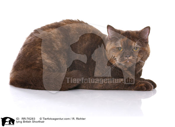 lying British Shorthair / RR-76283