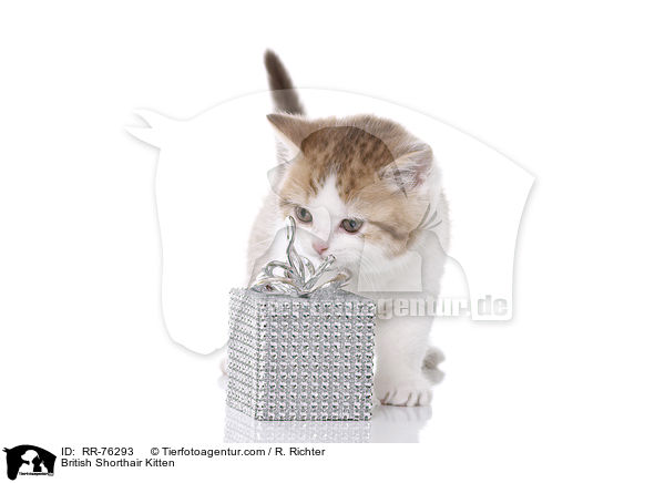 Britisch Kurzhaar Ktzchen / British Shorthair Kitten / RR-76293