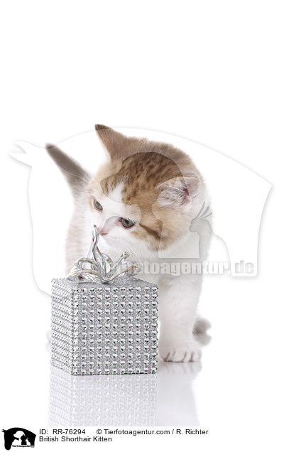 Britisch Kurzhaar Ktzchen / British Shorthair Kitten / RR-76294