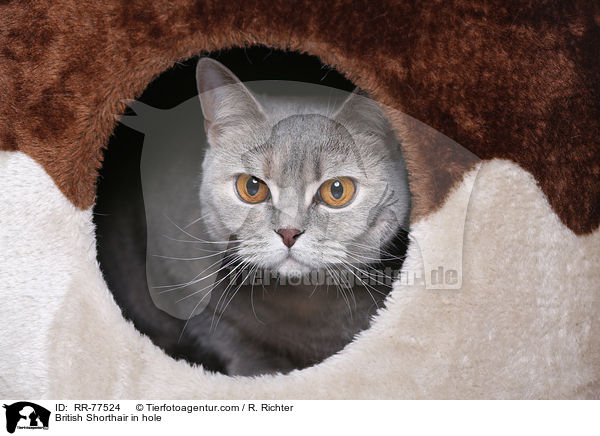 Britisch Kurzhaar  in einer Hhle / British Shorthair in hole / RR-77524