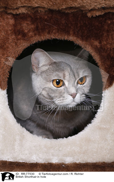 Britisch Kurzhaar  in einer Hhle / British Shorthair in hole / RR-77530