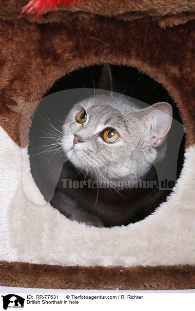 Britisch Kurzhaar  in einer Hhle / British Shorthair in hole / RR-77531