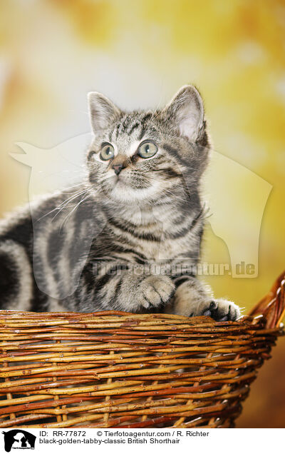 black-golden-tabby-classic Britisch Kurzhaar / black-golden-tabby-classic British Shorthair / RR-77872