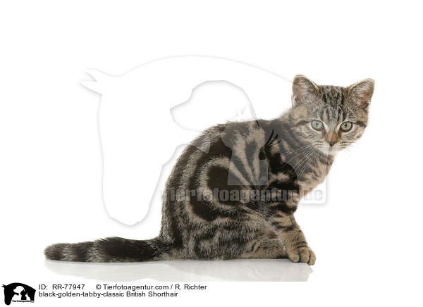 black-golden-tabby-classic British Shorthair / RR-77947