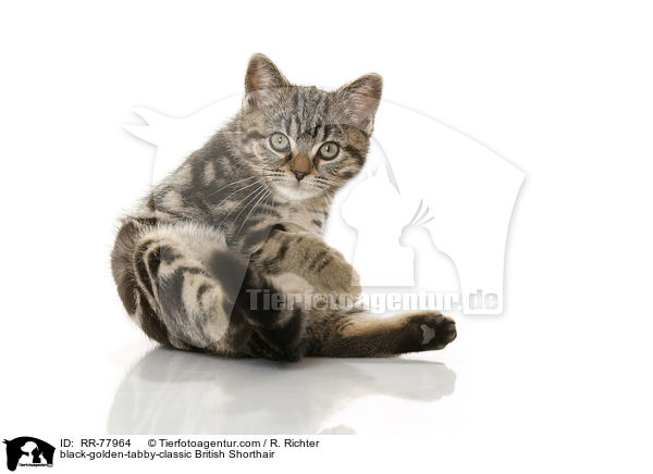 black-golden-tabby-classic British Shorthair / RR-77964