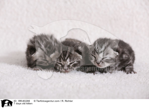 7 Tage altes Ktzchen / 7 days old kitten / RR-80286