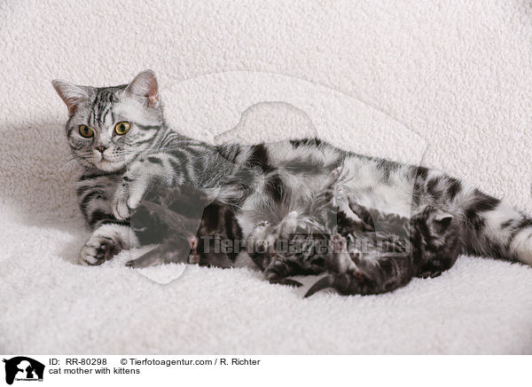 Katzenmutter mit Ktzchen / cat mother with kittens / RR-80298