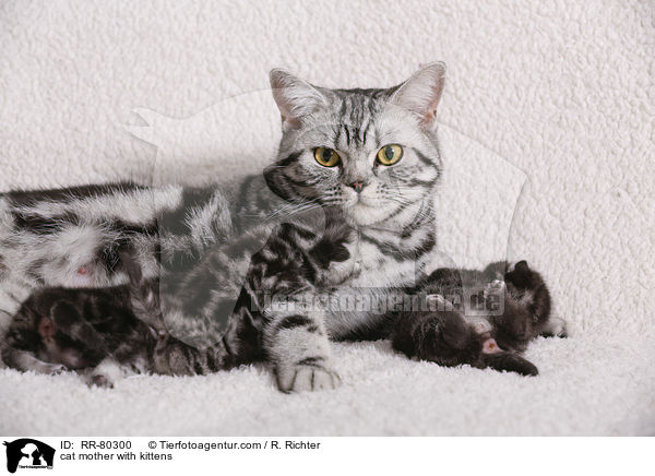 Katzenmutter mit Ktzchen / cat mother with kittens / RR-80300