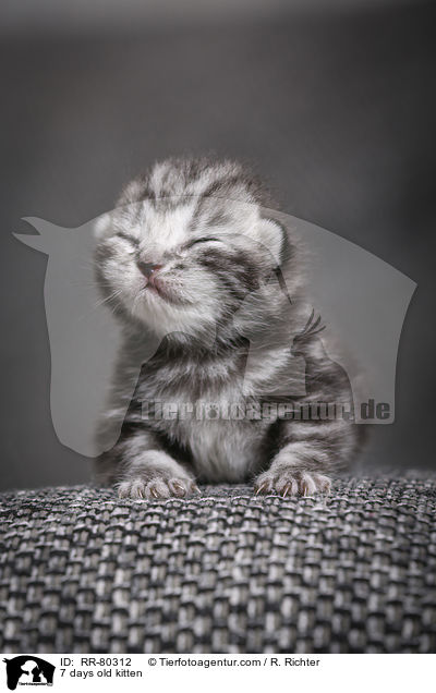 7 Tage altes Ktzchen / 7 days old kitten / RR-80312