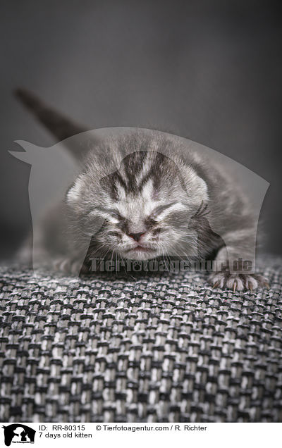 7 Tage altes Ktzchen / 7 days old kitten / RR-80315