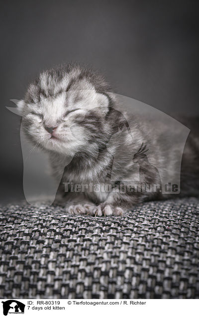 7 Tage altes Ktzchen / 7 days old kitten / RR-80319