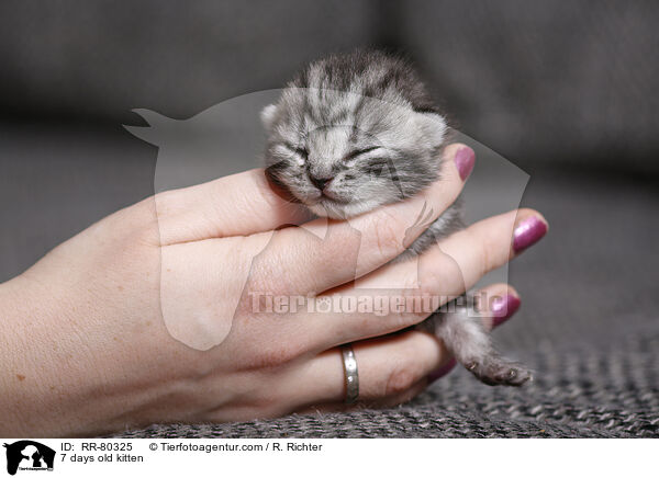 7 Tage altes Ktzchen / 7 days old kitten / RR-80325