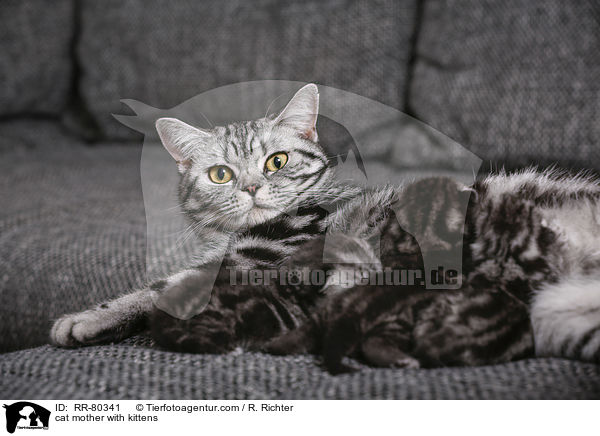 Katzenmutter mit Ktzchen / cat mother with kittens / RR-80341