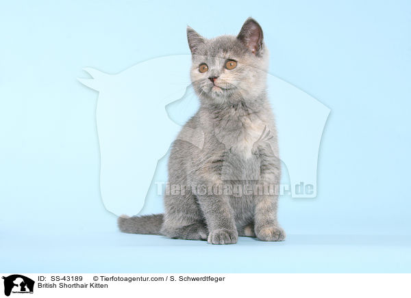 Britisch Kurzhaar Ktzchen / British Shorthair Kitten / SS-43189