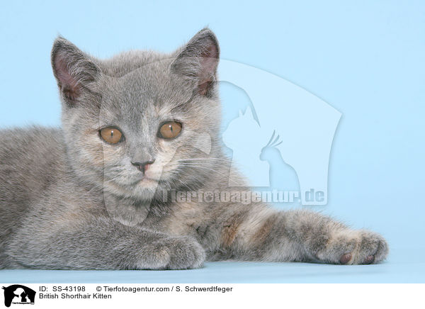 Britisch Kurzhaar Ktzchen / British Shorthair Kitten / SS-43198