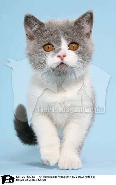 Britisch Kurzhaar Ktzchen / British Shorthair Kitten / SS-43212