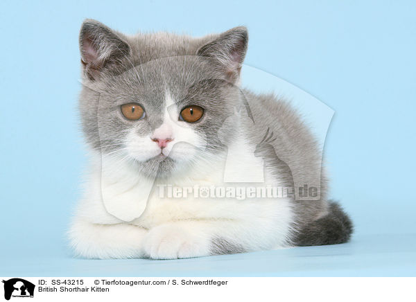 Britisch Kurzhaar Ktzchen / British Shorthair Kitten / SS-43215