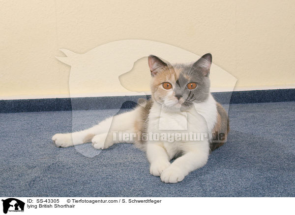 liegende Britisch Kurzhaar / lying British Shorthair / SS-43305