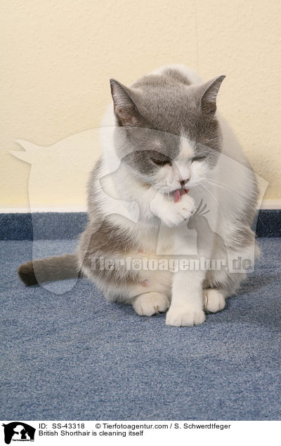 Britisch Kurzhaar putzt sich / British Shorthair is cleaning itself / SS-43318