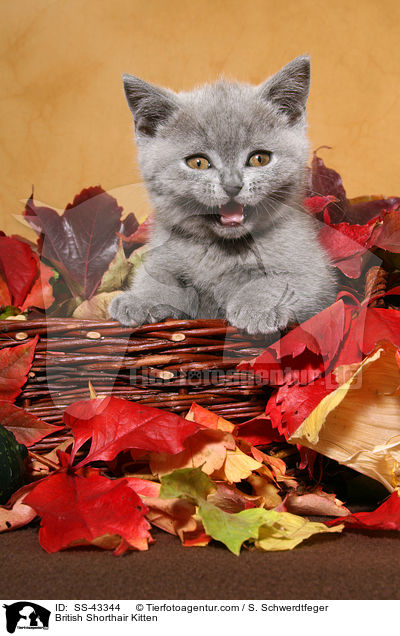 Britisch Kurzhaar Ktzchen / British Shorthair Kitten / SS-43344