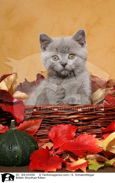 British Shorthair Kitten / SS-43359