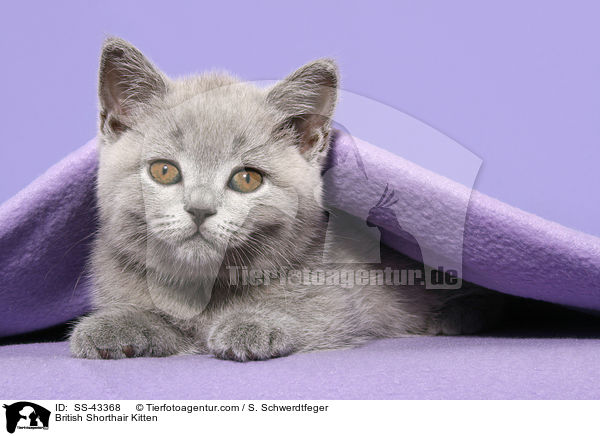 British Shorthair Kitten / SS-43368