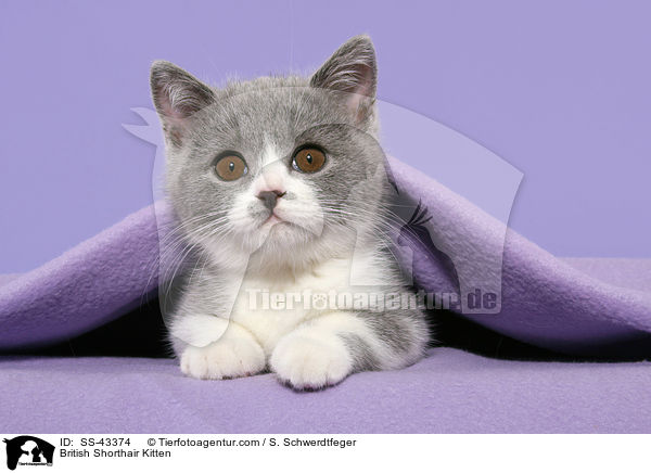 Britisch Kurzhaar Ktzchen / British Shorthair Kitten / SS-43374