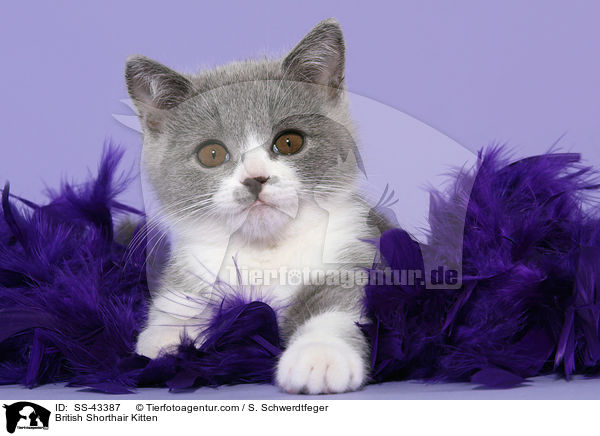 Britisch Kurzhaar Ktzchen / British Shorthair Kitten / SS-43387