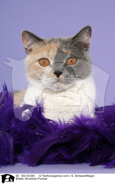 Britisch Kurzhaar Portrait / British Shorthair Portrait / SS-43390