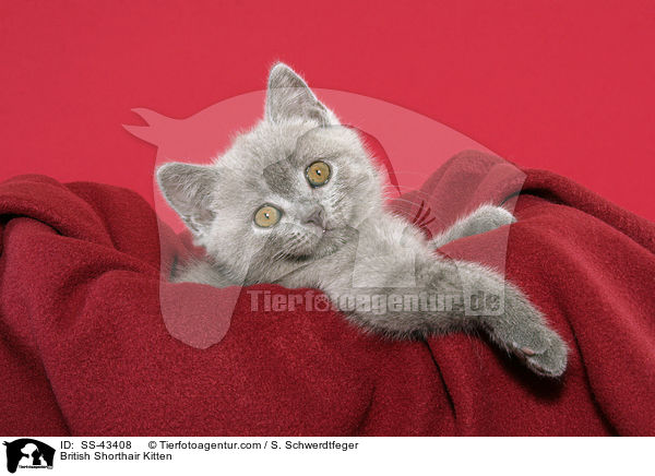 British Shorthair Kitten / SS-43408