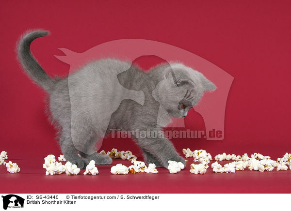 Britisch Kurzhaar Ktzchen / British Shorthair Kitten / SS-43440