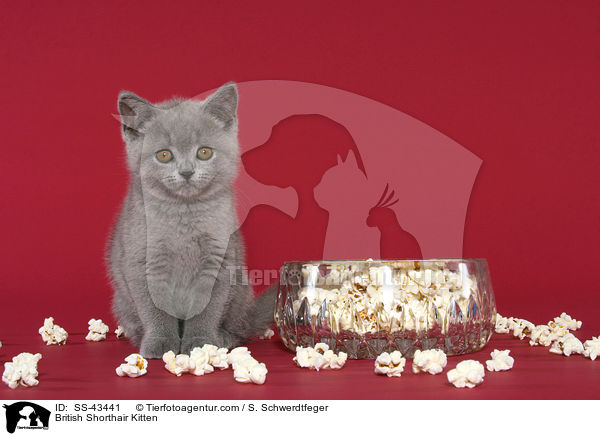 Britisch Kurzhaar Ktzchen / British Shorthair Kitten / SS-43441